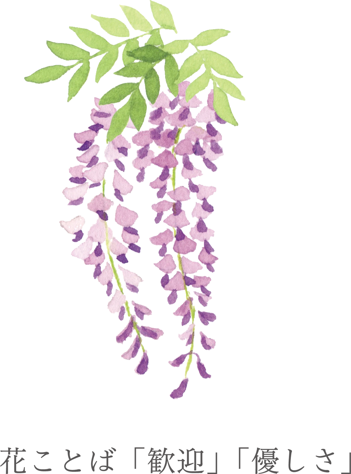 11花ことば「歓迎」「優しさ」
