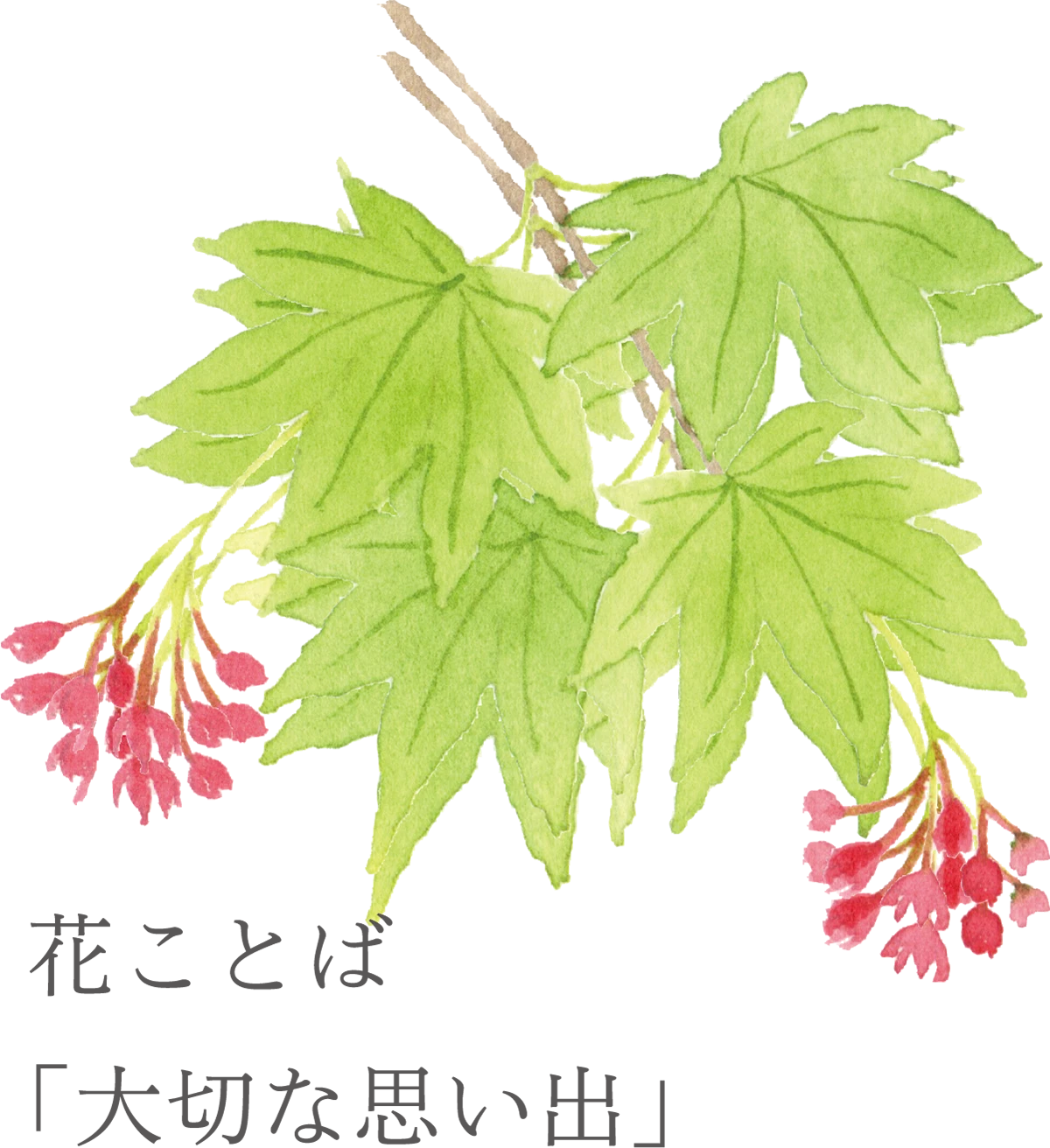 11花ことば「大切な思い出」