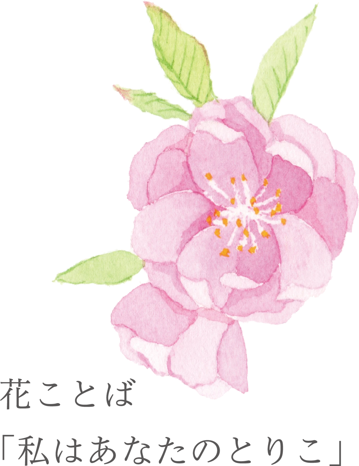 11花ことば「私はあなたのとりこ」