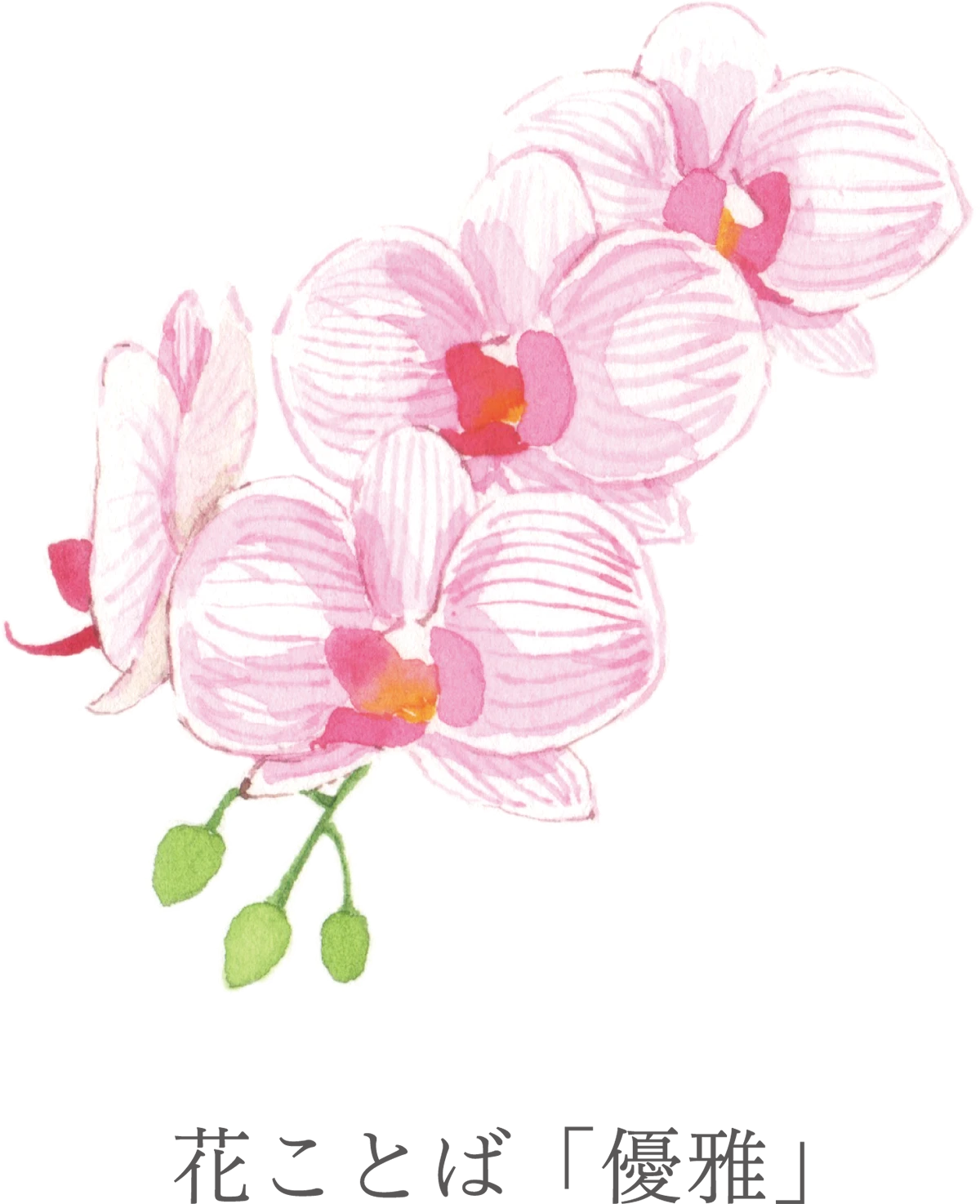 11花ことば「優雅」