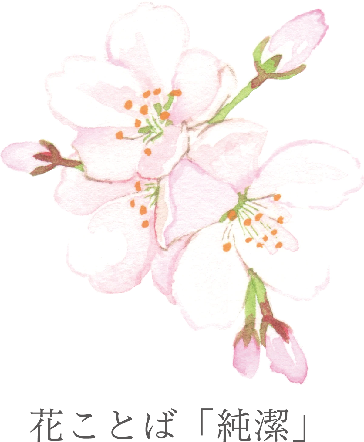 11花ことば「純潔」