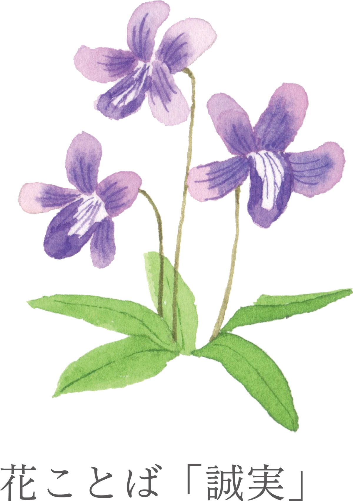 11花ことば「誠実」